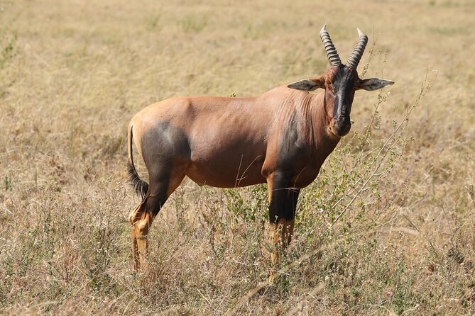 3 Days Tarangire, Ngorongoro & Lake Manyara Group Camping Safari - Group size and personal service