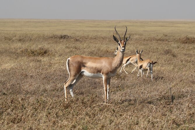 3 Days Tarangire, Ngorongoro & Lake Manyara Group Camping Safari - Who should choose this safari