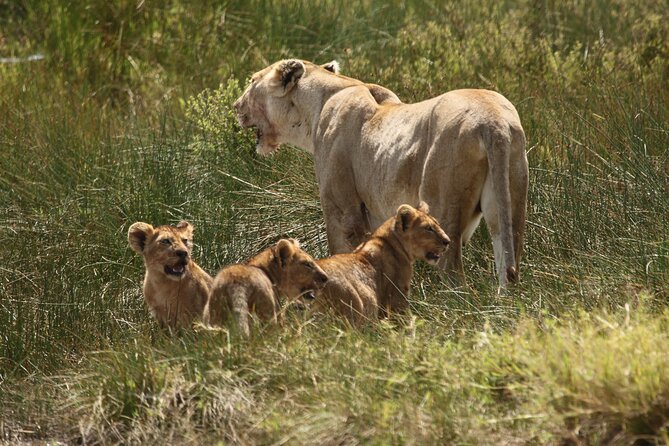 3 Days Tarangire, Ngorongoro & Lake Manyara Group Camping Safari - Day one: elephants and baobabs in Tarangire