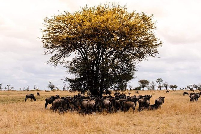 3 days Tarangire, Ngorongoro & Lake Manyara package - Should You Book This Safari?