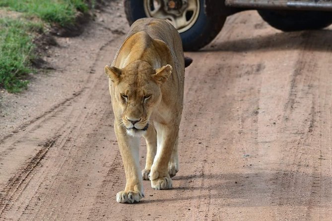 3 days Tarangire, Ngorongoro & Lake Manyara package - Lake Manyara’s Flamingoes and Hippo Pool