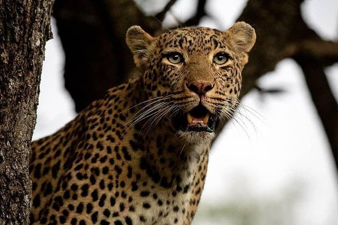 3 Days Unique safari Selous Game Reserve Tanzania - Five details that shape this Selous safari
