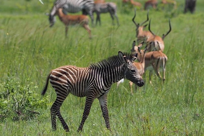 3 Days Unique safari Selous Game Reserve Tanzania - Day 2: A full nine-hour game drive
