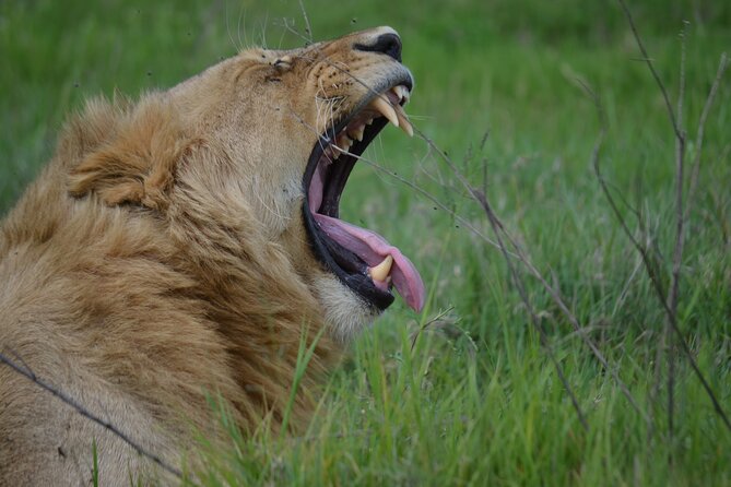 3Days Safari to Tarangire Ngorongoro and manyara lodge safari - Day 2: Inside Ngorongoro Crater