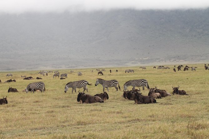 3Days Safari to Tarangire Ngorongoro and manyara lodge safari - Day 3: Lake Manyara’s forests, hot springs, and tree-climbing lions