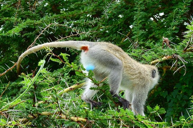3Days Safari to Tarangire Ngorongoro and manyara lodge safari - What the $645 package really covers