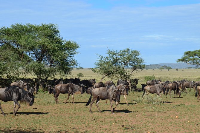 3Days Safari to Tarangire Ngorongoro and manyara lodge safari - Guides, communication, and the human side