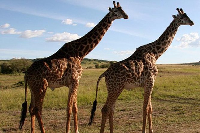 3Days Safari to Tarangire Ngorongoro and manyara lodge safari - What to pack and how to pace yourself
