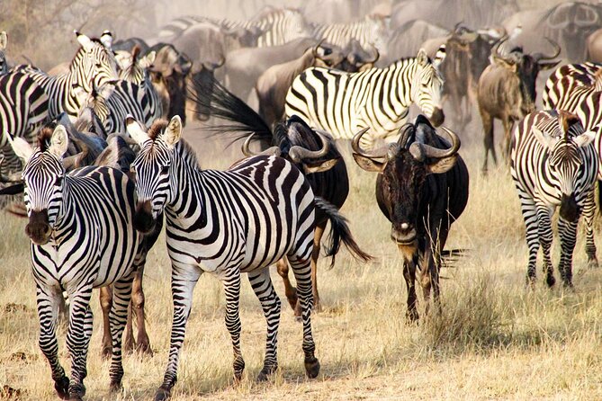 3Days Safari to Tarangire Ngorongoro and manyara lodge safari - Day 1: Tarangire’s baobabs and elephant country