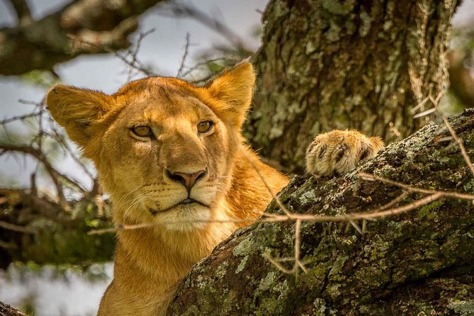 4 Day: Astonishing Group Safari - Day one at Lake Manyara: forest, hippos, and the Rift Valley