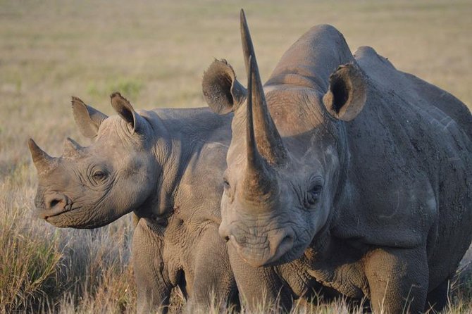 4 Day: Astonishing Group Safari - Meals, service, and the social side