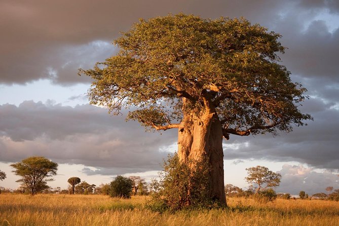 4 Day: Astonishing Group Safari - Who should book, and who should think twice