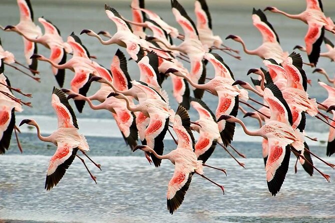 4-Day Basic Safari with Serengeti, Ngorongoro, & Tarangire - Day 4: Ngorongoro Crater’s compact wildlife viewing