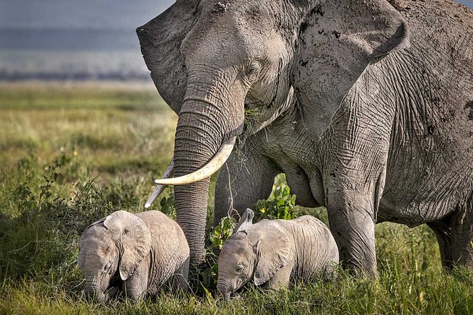 4-Day Basic Safari with Serengeti, Ngorongoro, & Tarangire - Who should book this safari?