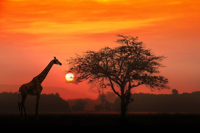 4-Day Basic Safari with Serengeti, Ngorongoro, & Tarangire - Day 2: Crossing to the Serengeti