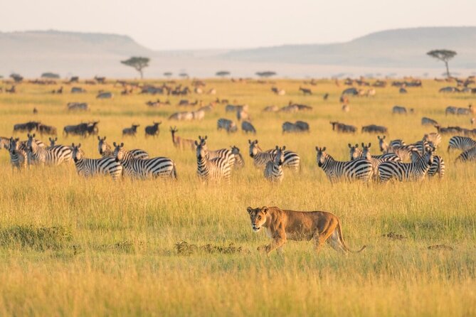4-Day Budget Tarangire, Serengeti, Ngorongoro Safari Guided Tour - Three famous parks on one $1,000 route