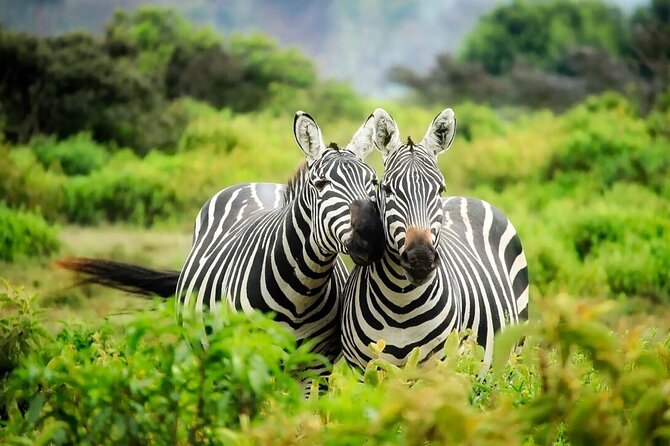 4-Day Budget Tarangire, Serengeti, Ngorongoro Safari Guided Tour - Guides shape the quality of the game drives
