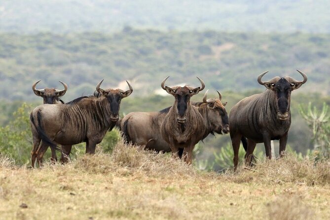 4-Day Budget Tarangire, Serengeti, Ngorongoro Safari Guided Tour - The road to central Serengeti takes patience