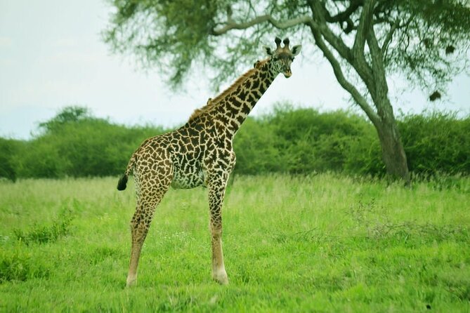 4-Day Camping on the Big Five Private Safari - Why this four-day route works