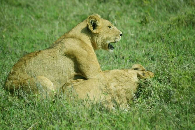 4-Day Camping on the Big Five Private Safari - Day 2: Entering the Serengeti through Naabi Hill Gate