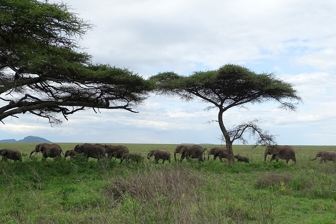 4-Day Camping on the Big Five Private Safari - Day 3: Morning Serengeti wildlife and Olduvai Gorge