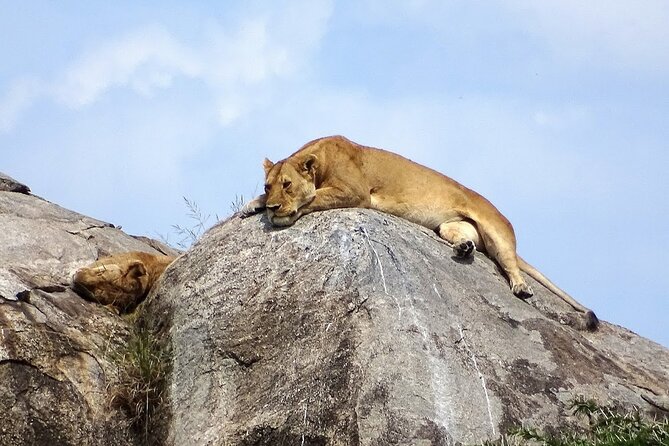 4-Day Camping on the Big Five Private Safari - Camping, food, and what the package covers