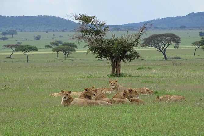 4-Day Camping on the Big Five Private Safari - The guide can make or break the experience