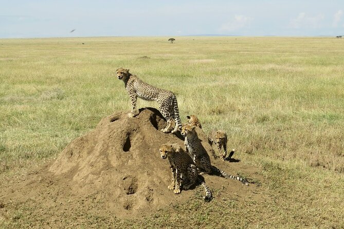 4-Day Camping on the Big Five Private Safari - Who will get the most from this safari