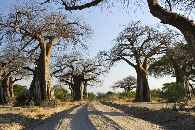 4-Day fascinating Camping Safari in Tanzania - Day three: crossing from Serengeti to the crater rim