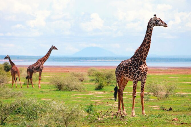 4 Day Great Migration Safari Serengeti & Ngorongoro Crater - Who should book this four-day route
