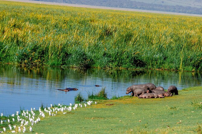 4-Day Group Joining Safari in Tanzania | Shared Safari - Why this route works in only four days