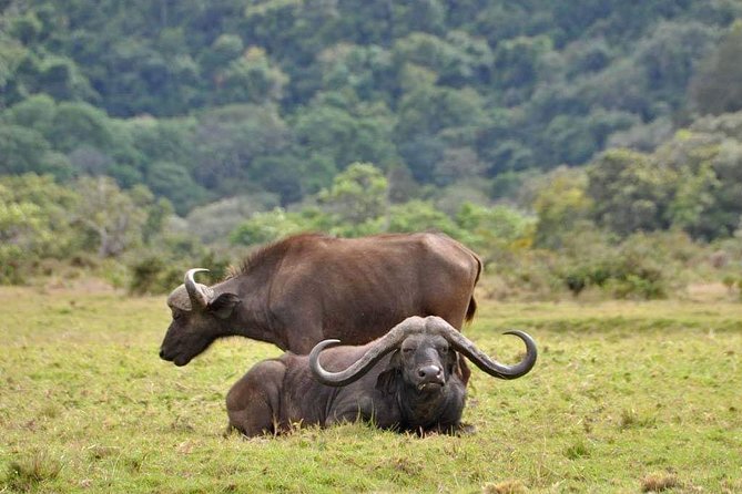 4-Day Group Tour to Tarangire, Serengeti, Ngorongoro - Lodge - The guide and vehicle make a big difference