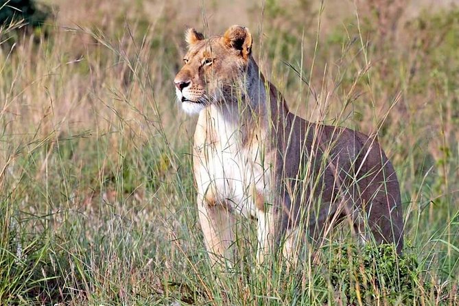 4-Day Group Tour to Tarangire, Serengeti, Ngorongoro - Lodge - Day 4: Six hours inside Ngorongoro Crater