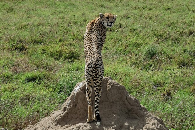 4-Day Lodge Private Tour to Tarangire, Serengeti and Ngorongoro - Why this route works in only four days