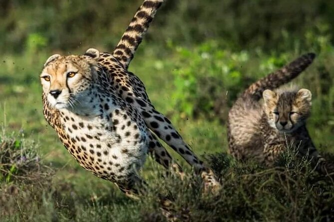 4-Day Majestic Group Tour in Safari - What $780 buys you