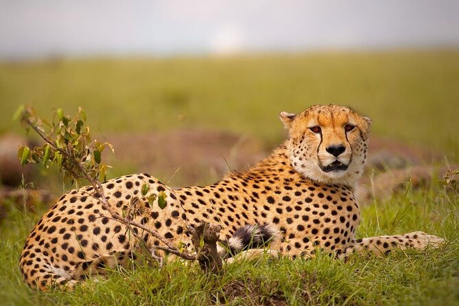 4-Day Majestic Group Tour in Safari - Day 3: Ngorongoro Crater and the strongest wildlife day