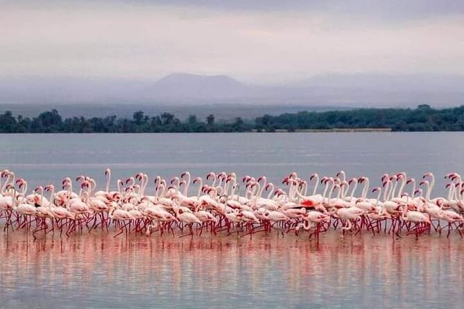4-Day Majestic Group Tour in Safari - Riding in a shared 4WD vehicle