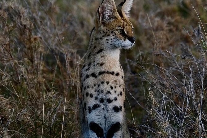 4-Day Majestic Group Tour in Safari - Who should book this four-day safari?