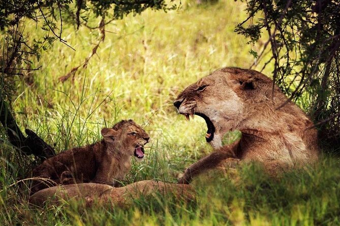 4-Day Manyara Serengeti and Ngorongoro Wonders Budget Safari Tour - Three parks in four days from Arusha