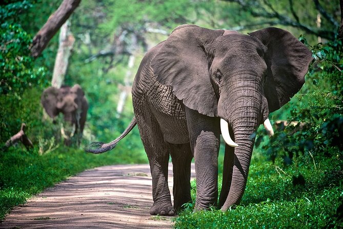 4-Day Manyara Serengeti and Ngorongoro Wonders Budget Safari Tour - Day three: A serious Serengeti game drive
