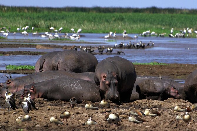 4-Day Manyara Serengeti and Ngorongoro Wonders Budget Safari Tour - What the $903 price really includes