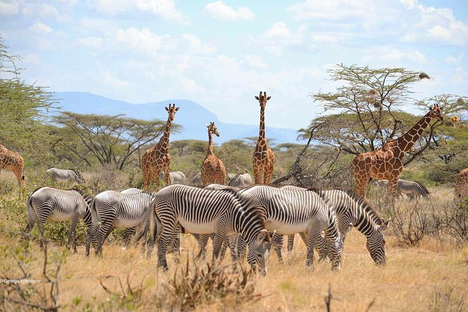 4 Day Mid-range Serengeti Safari - Day One: Tarangire’s Elephants And Baobabs