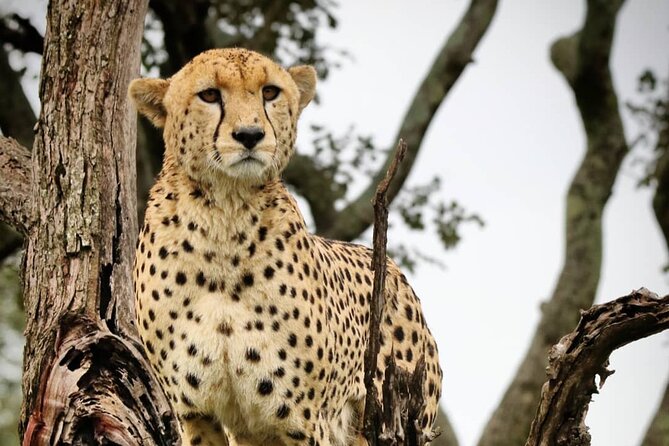 4-Day Northern Tanzania Camping Tour Safari - Day 3: the long road into central Serengeti