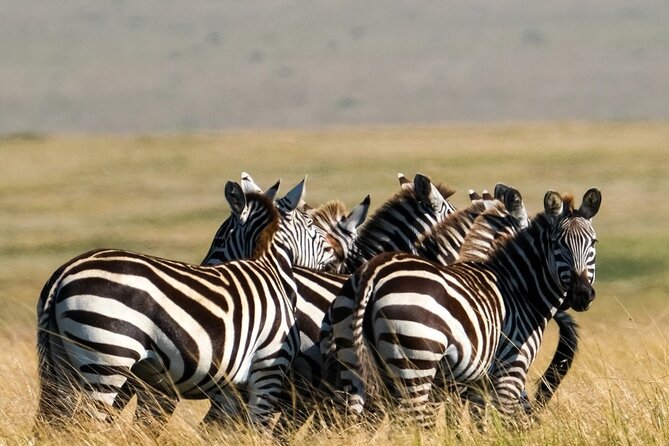 4-Day Northern Tanzania Camping Tour Safari - Day 5: six to seven hours inside Ngorongoro Crater