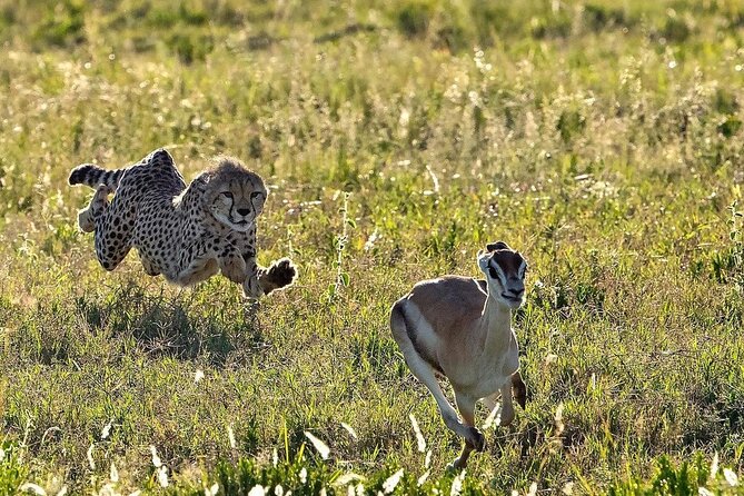 4-Day Northern Tanzania Camping Tour Safari - The vehicle, guide, and group size