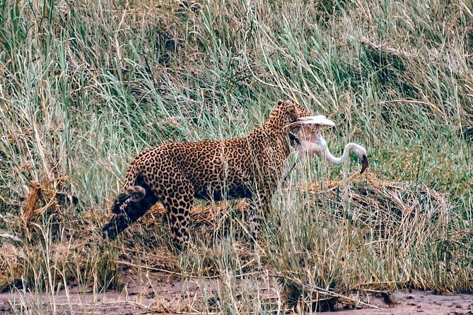 4-Day Northern Tanzania Camping Tour Safari - Accommodation, meals, and what to pack