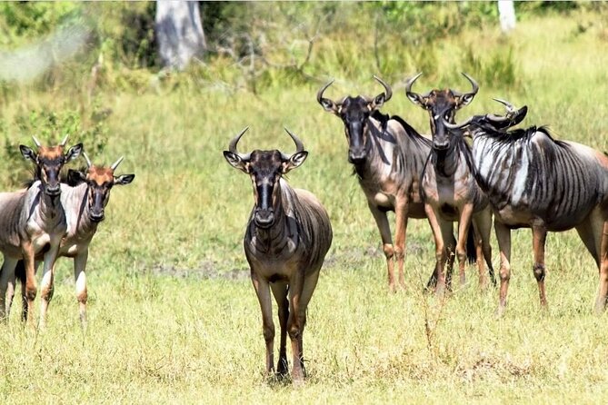 4-Day Private Lake Natron and Serengeti Wildlife Safari - What this four-day route really covers