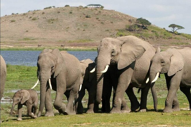 4-Day Private Lake Natron and Serengeti Wildlife Safari - The private vehicle and daily comfort