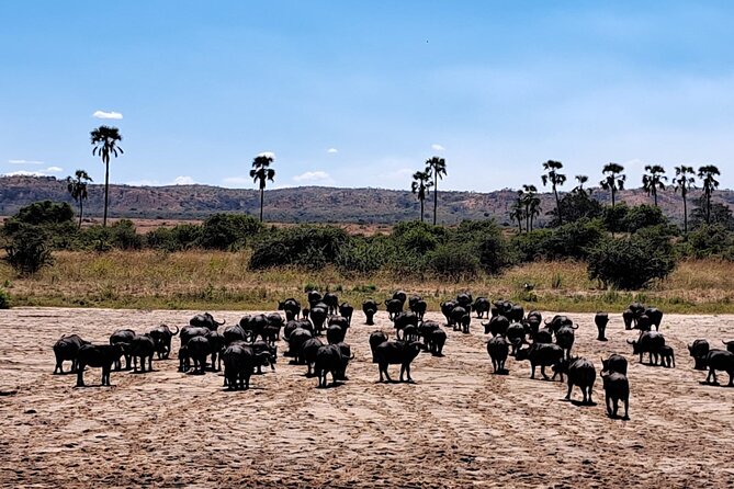 4-Day Private Lake Natron and Serengeti Wildlife Safari - Is $1,600 per person good value?