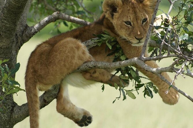 4-Day Private Lake Natron and Serengeti Wildlife Safari - Who will enjoy this safari most?